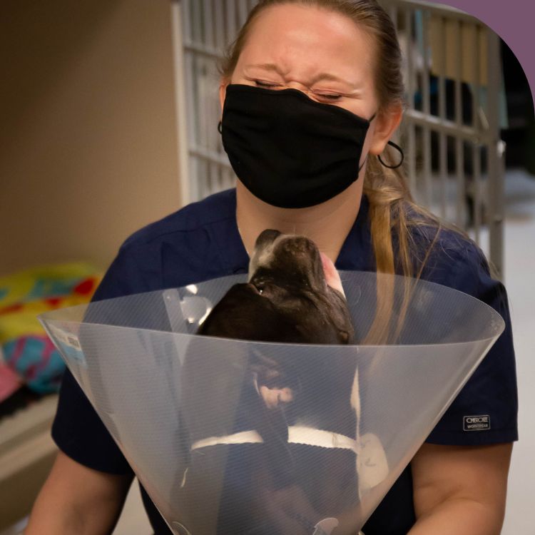 Veterinary Roots is hiring licensed veterinary technicians! Veterinary Roots is hiring licensed veterinary technicians!