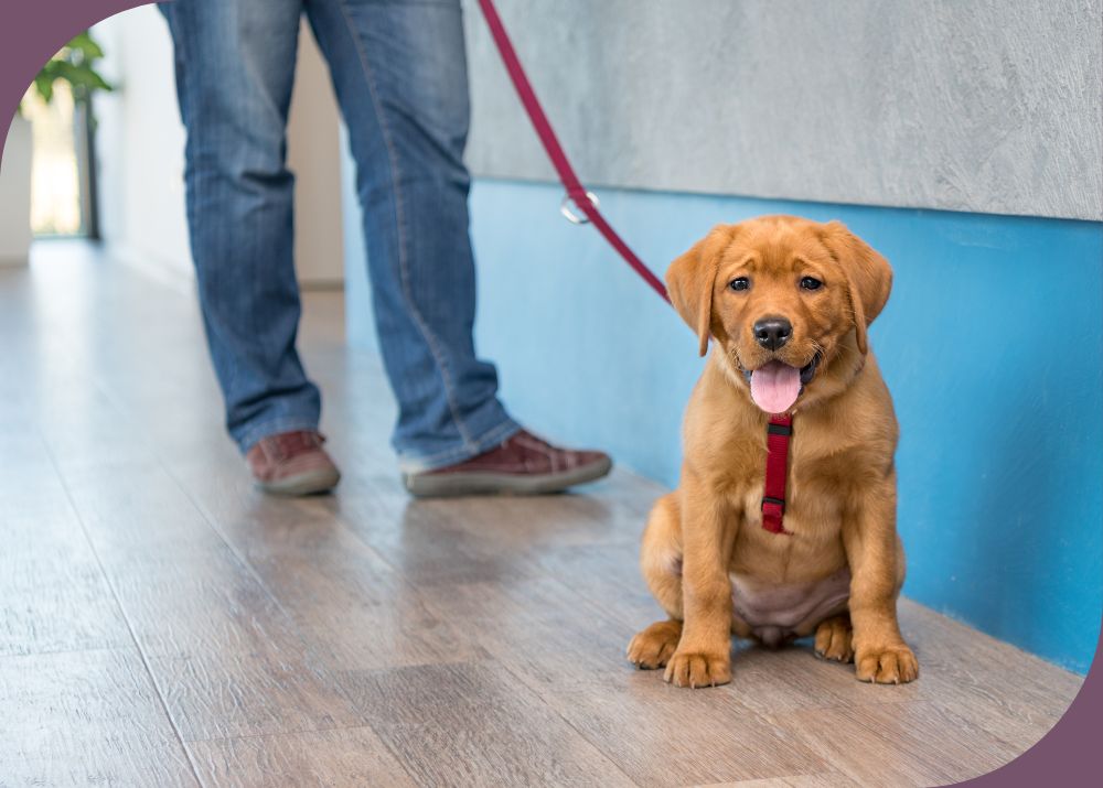 List of Financial Resources for Pet Owners
