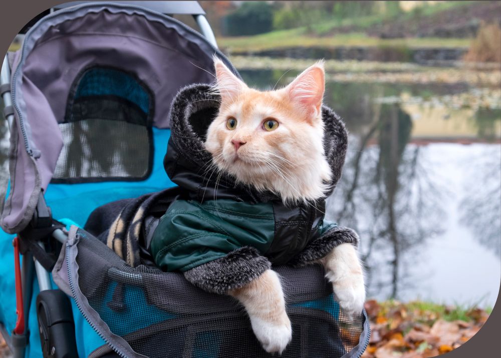 Pet Insurance and Other Financial Resources for Veterinary Care