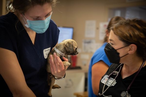Community Partners of Veterinary Roots