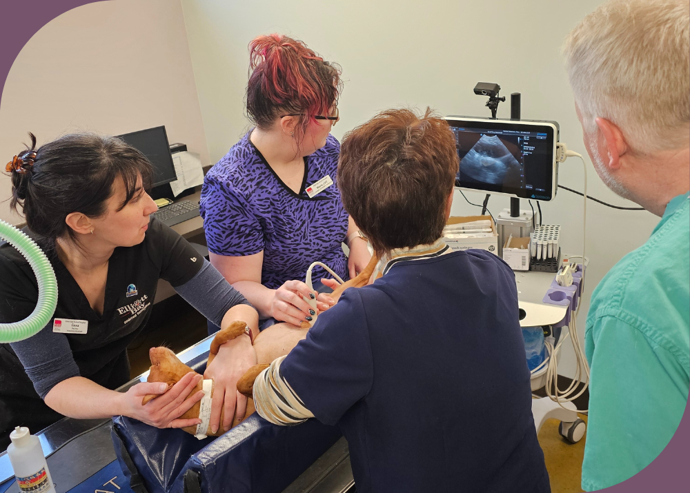 Veterinary Roots is seeking a Mentor Veterinarian to combine your clinical expertise with your passion for community impact.