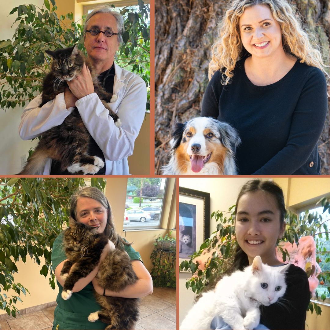 Lynnwood Animal Hospital Team