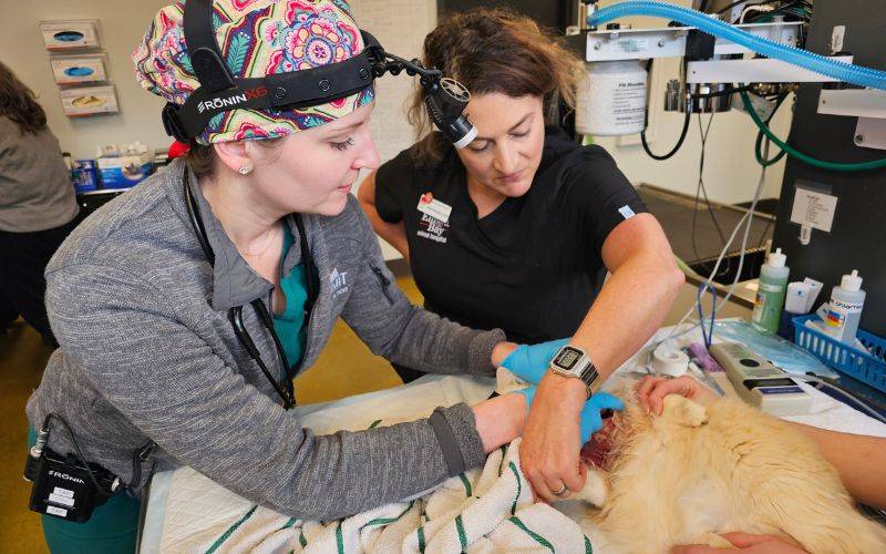 Veterinary Roots: Celebrating the Heroes of Vet Med